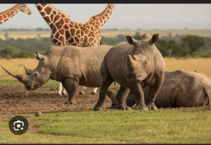 rhinos at ol pajeta conservancy